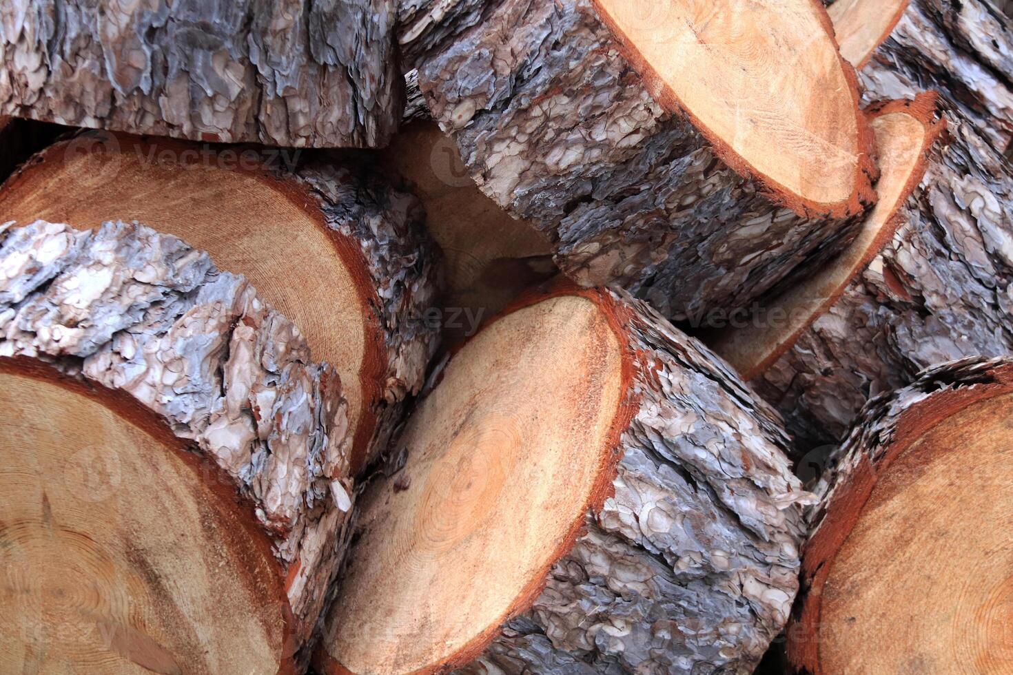 Wooden timber pieces background. Tree rings sections texture. Tree trunk slices backdrop. photo