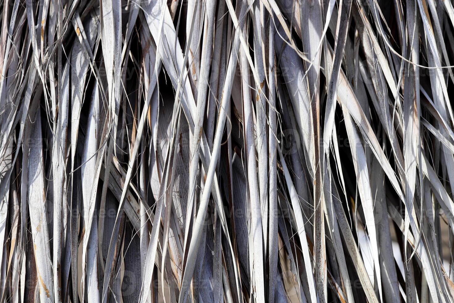 Dried Palm Tree Branch Leafs Texture. Dry Palm Leafs Background. photo