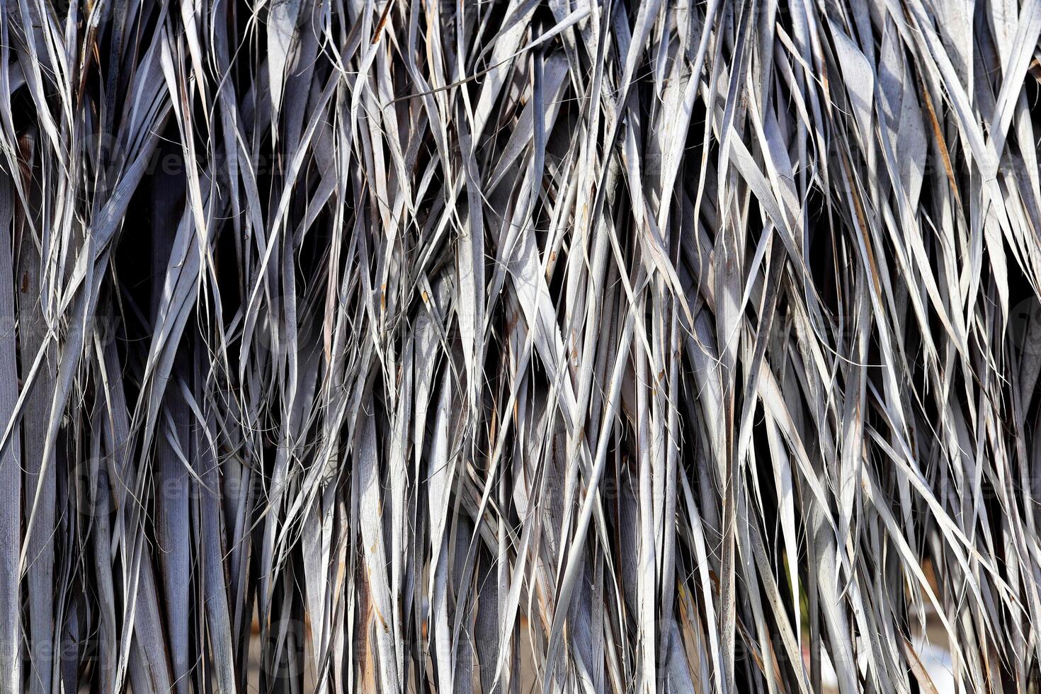 Dry Palm Leafs Background. Dried Palm Tree Branch Leafs Texture. photo