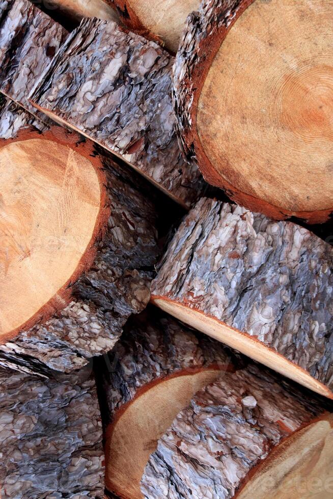 Tree rings sections texture. Tree trunk backdrop. Wooden timber pieces background. photo
