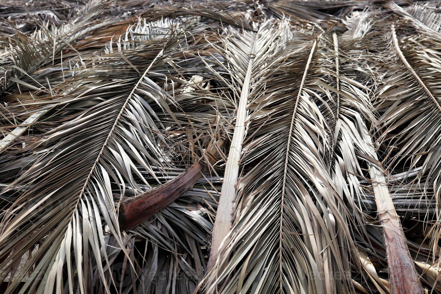Dry Palm Leafs Background. Dried Palm Tree Branch Leafs Texture. Folded Palm Branches. photo