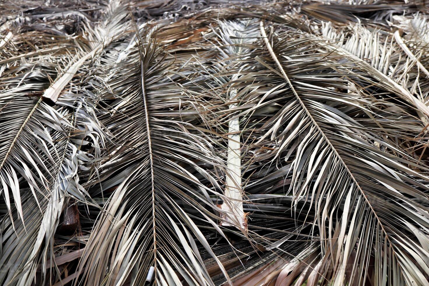 Folded Palm Branches. Dried Palm Tree Branch Leafs Texture. Dry Palm Leafs Background. photo