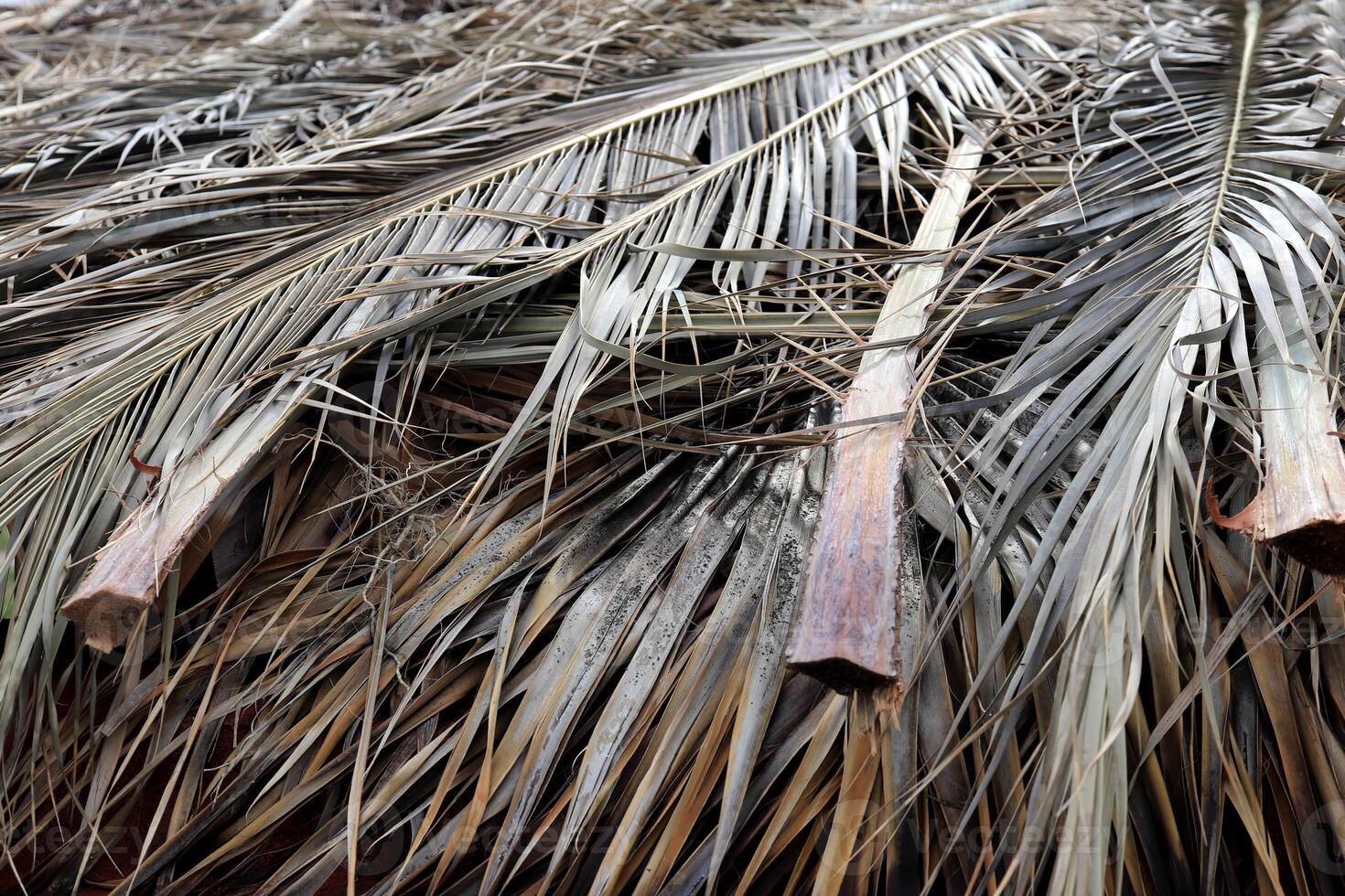 Dry Palm Leafs Background. Dried Palm Tree Branch Leafs Texture. Folded Palm Branches. photo