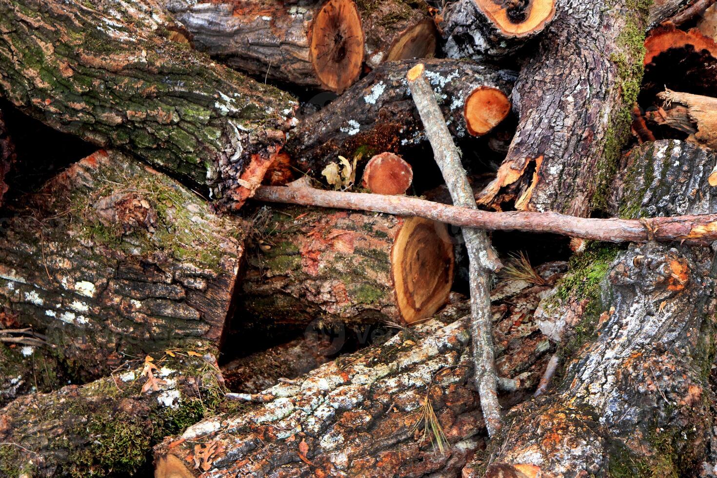 Sawmill workspace logs background. Forest lumber heap texture. photo