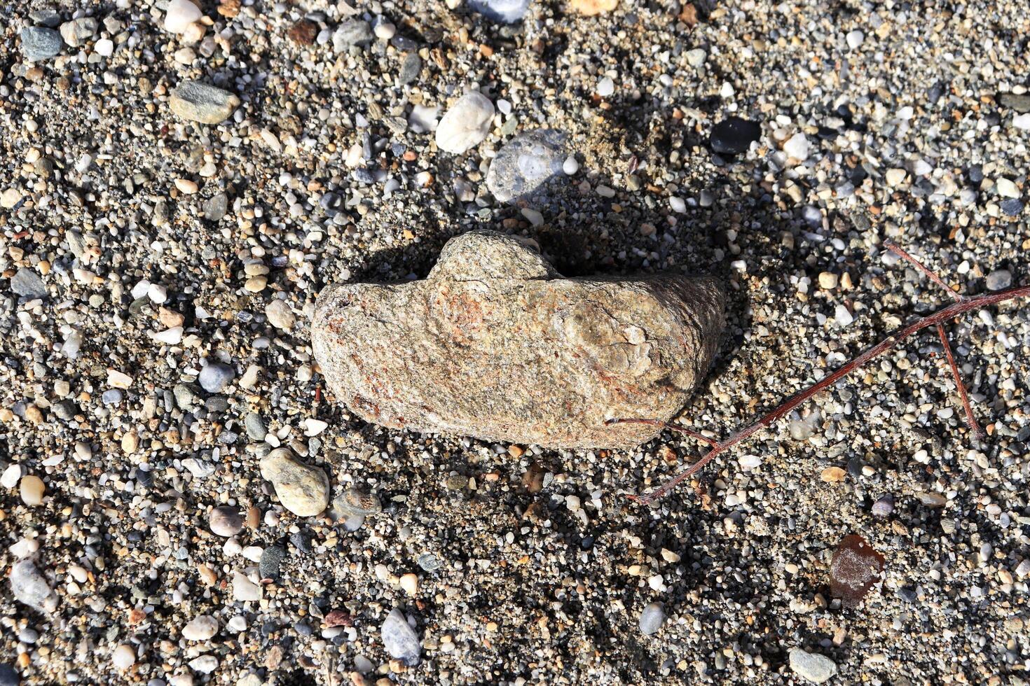 Stone with sprig on the beach. photo