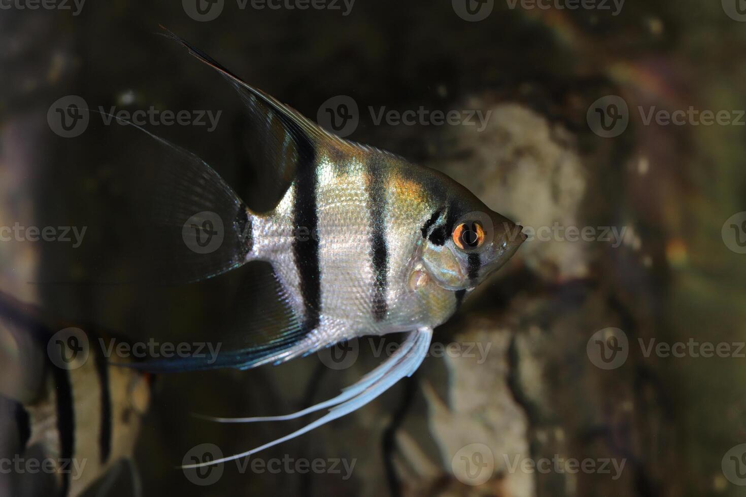 Scalar anglefish. Aquarium macro closeup background. photo
