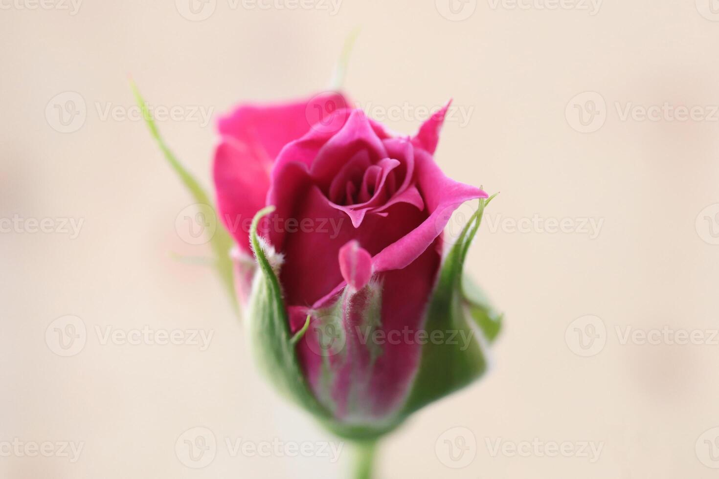 Pink rose bud. Green leaf texture. Nature floral background. Organic botanical beauty macro closeup. photo
