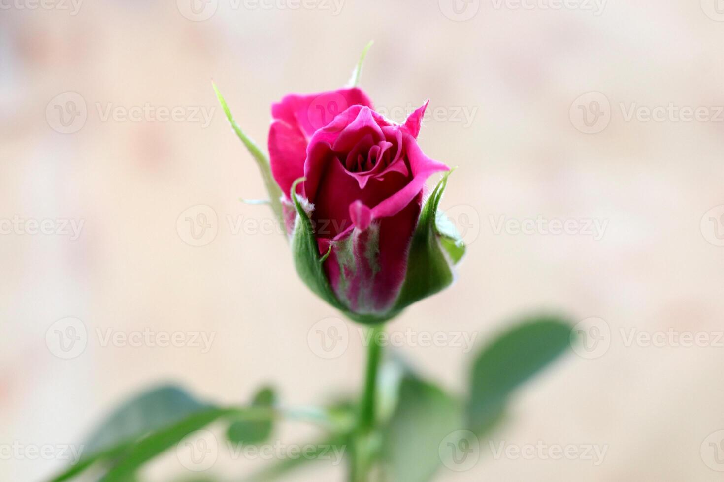 Pink rose bud. Green leaf texture. Nature floral background. Organic botanical beauty macro closeup. photo