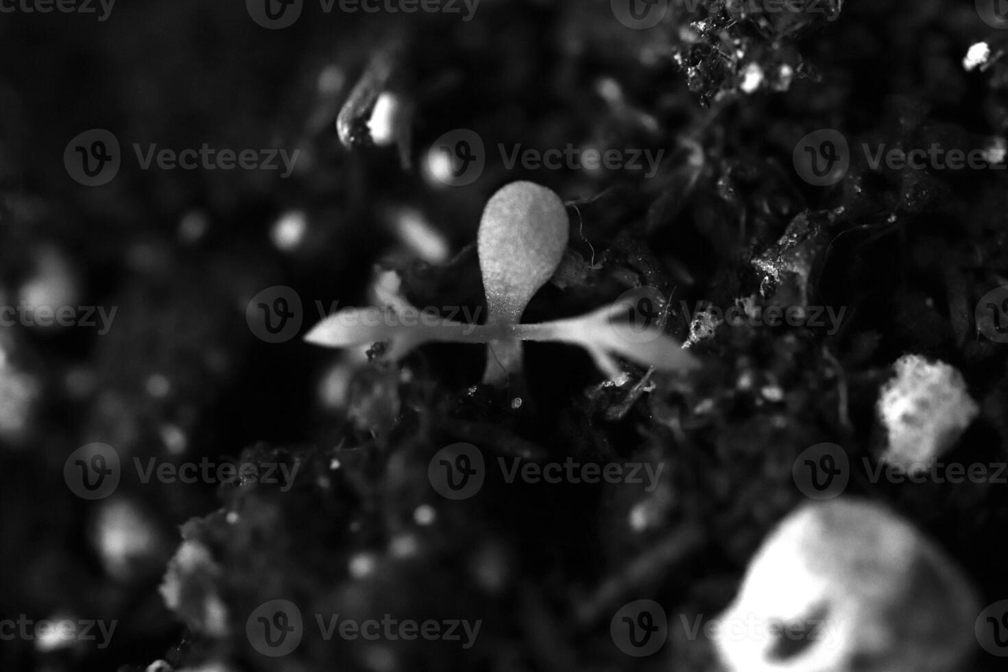 Black and white monochrome small sprout in a pot of soil reaching up. Green leaf texture. Nature floral background. Organic botanical beauty macro closeup. photo