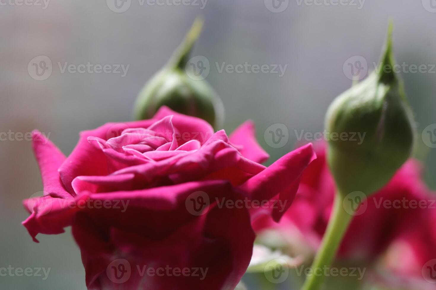 Pink rose buds bush. Green leaf texture. Nature floral background. Organic botanical beauty macro closeup. photo