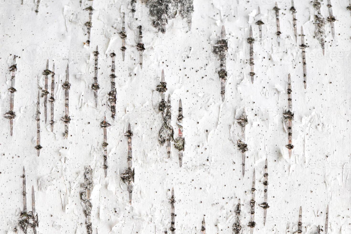 Birch tree bark texture. White trunk tree with lines background. photo