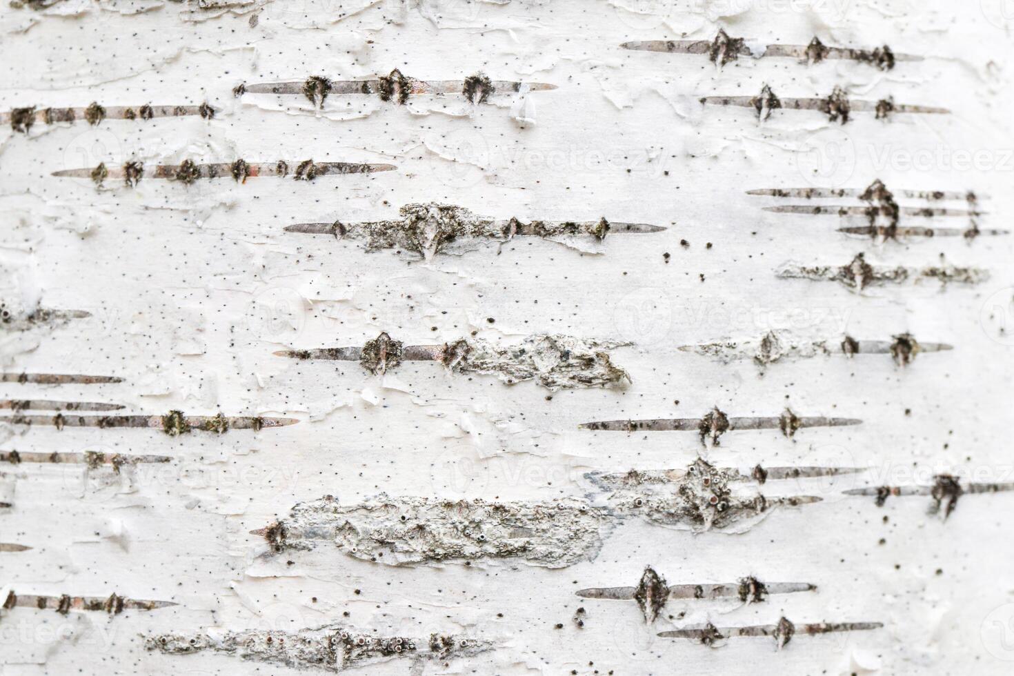 Birch tree bark texture. White trunk tree with lines background. photo