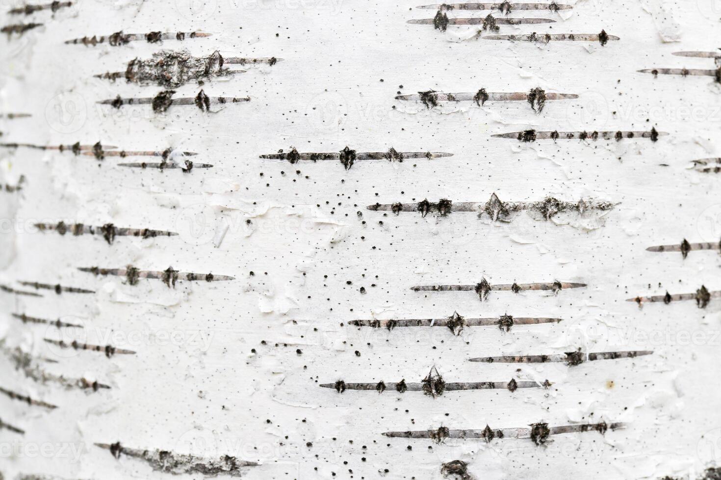 White trunk tree with lines background. Birch tree bark texture. photo