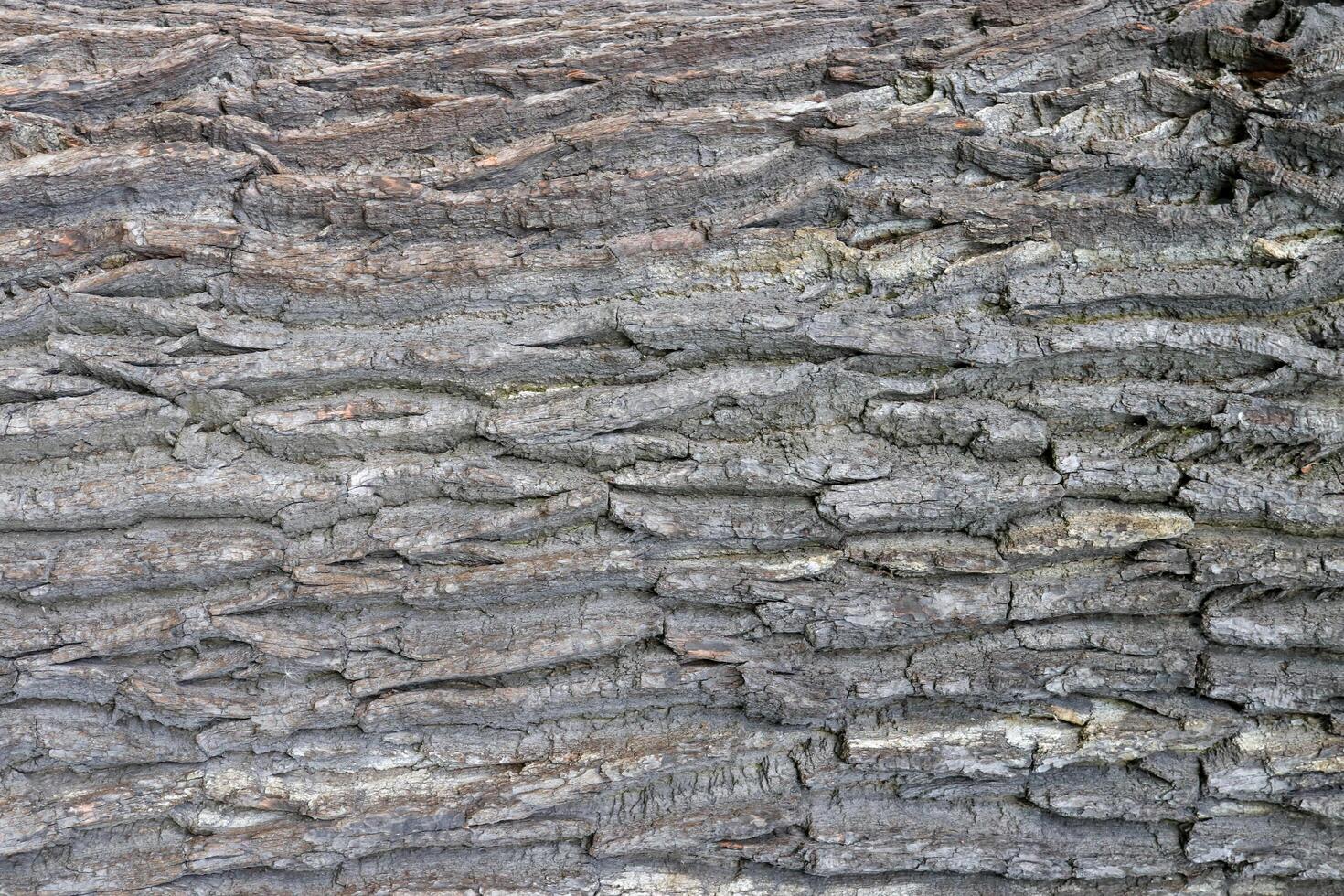 Tough rude wooded surface pattern. Oak bark wood background. Oak tree bark texture. Macro closeup. photo