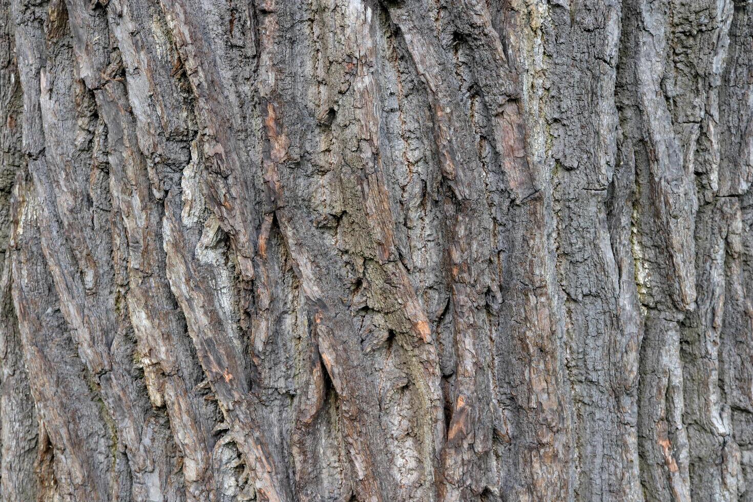 Oak bark wood background. Oak tree bark texture. Tough rude wooded surface pattern. Macro closeup. photo