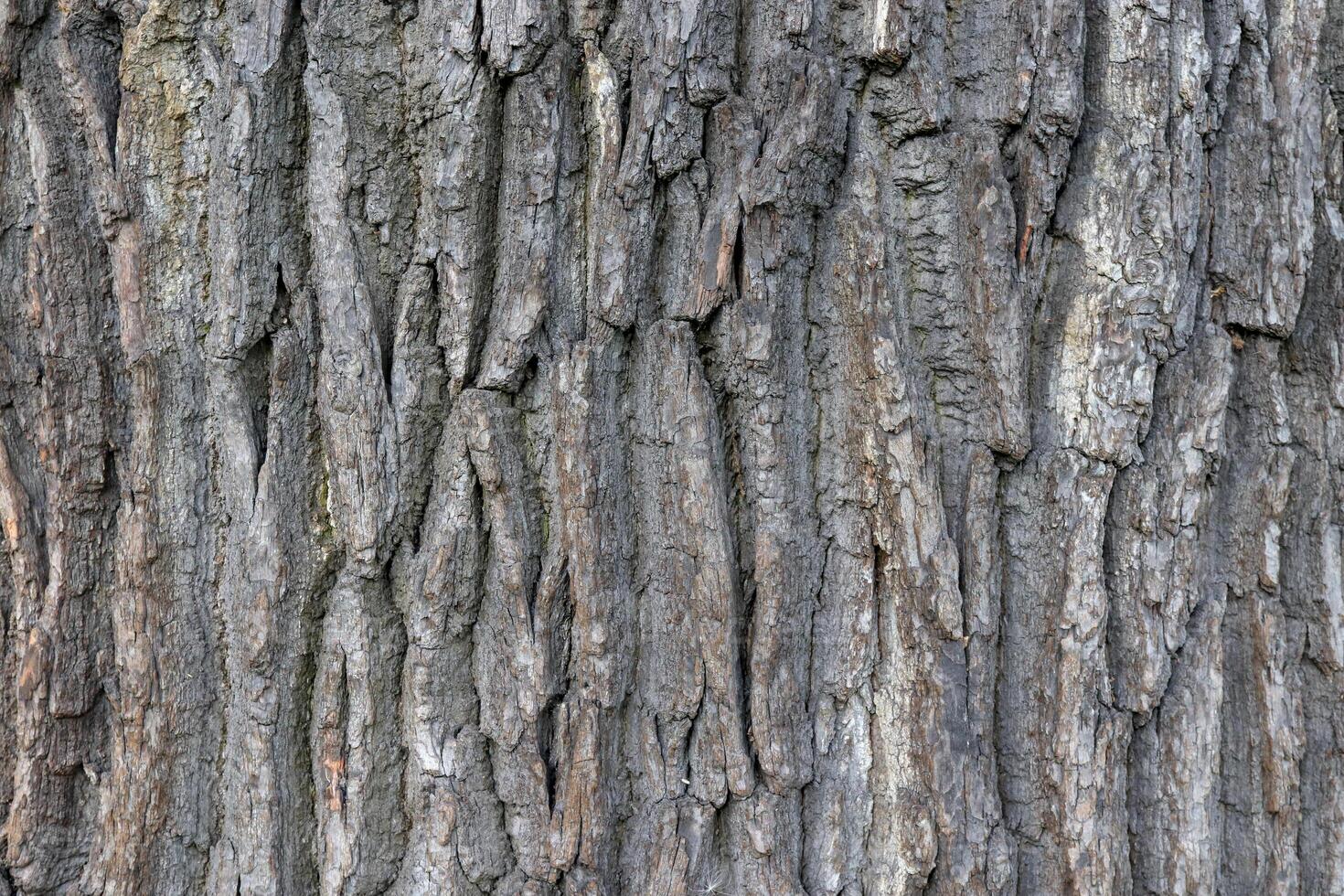 Oak tree bark texture. Tough rude wooded surface pattern. Oak bark wood background. Macro closeup. photo