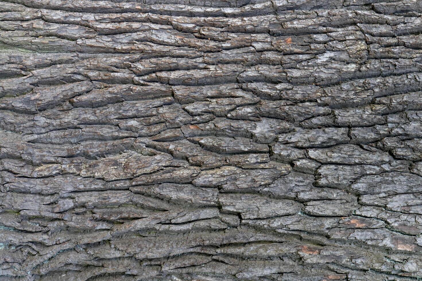 Oak tree bark texture. Tough rude wooded surface pattern. Oak bark wood background. Macro closeup. photo