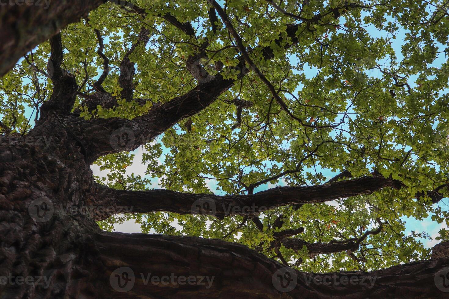 Oak tree extensive blooming leafy branches photo