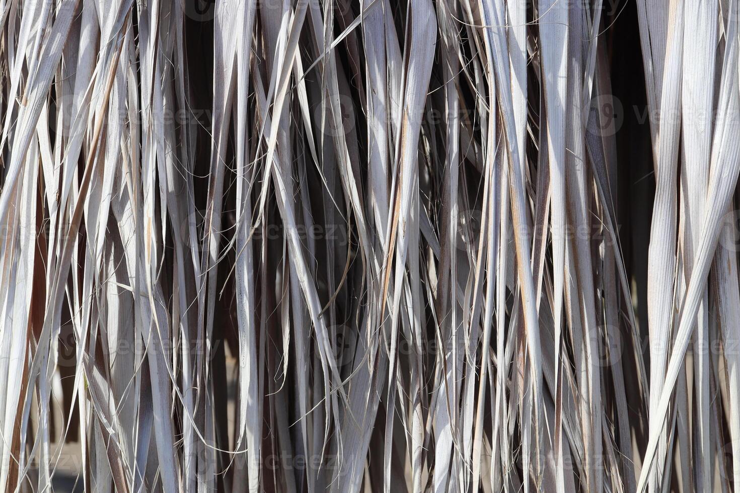 Dried Palm Tree Leafs Texture. Dry Palm Leafs Background. photo