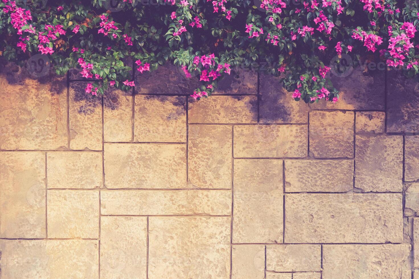 Masonry stucco wall texture with overhanging flowers bush. Exterior architecture background. photo
