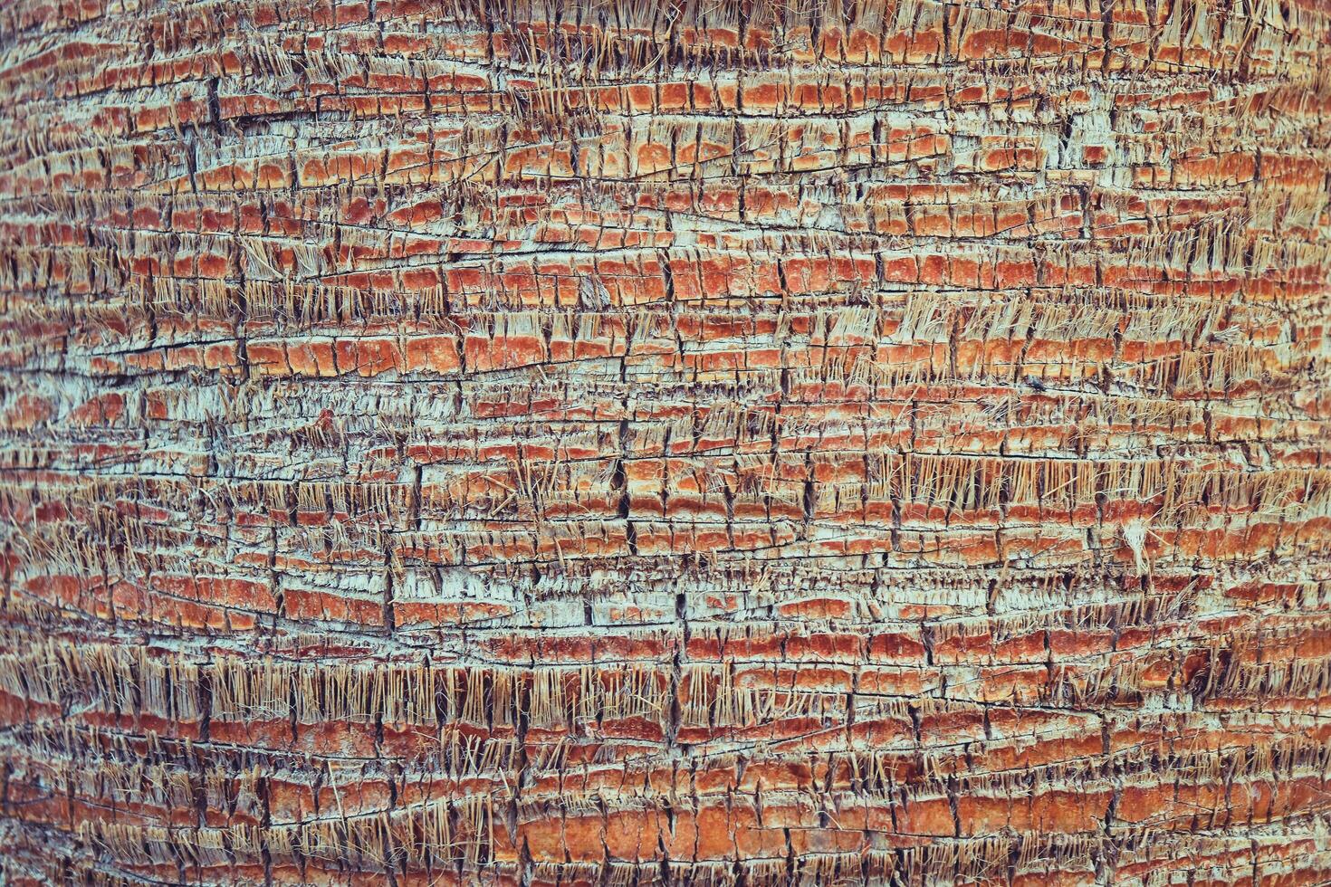 Exotic wood backdrop. Palm bark pattern texture. Tropical tree trunk background. photo