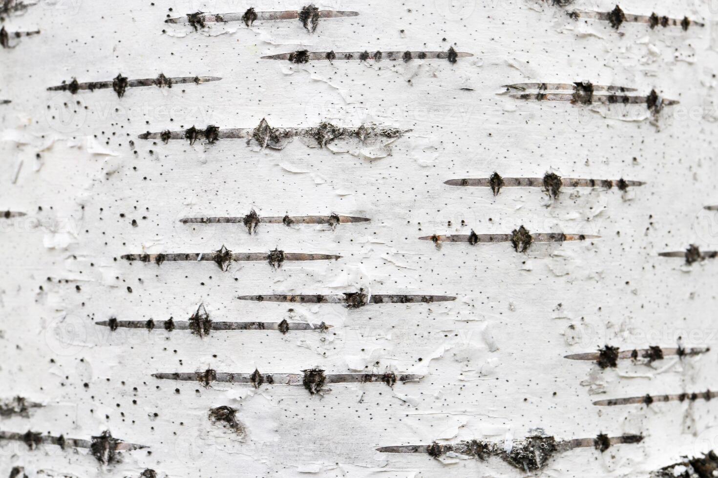 Birch tree bark texture. White trunk tree with lines background. photo