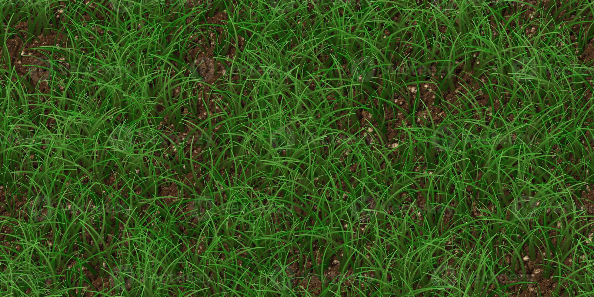 Sparse textured meadow backdrop. Grass texture. Field background. Park lawn pattern. photo