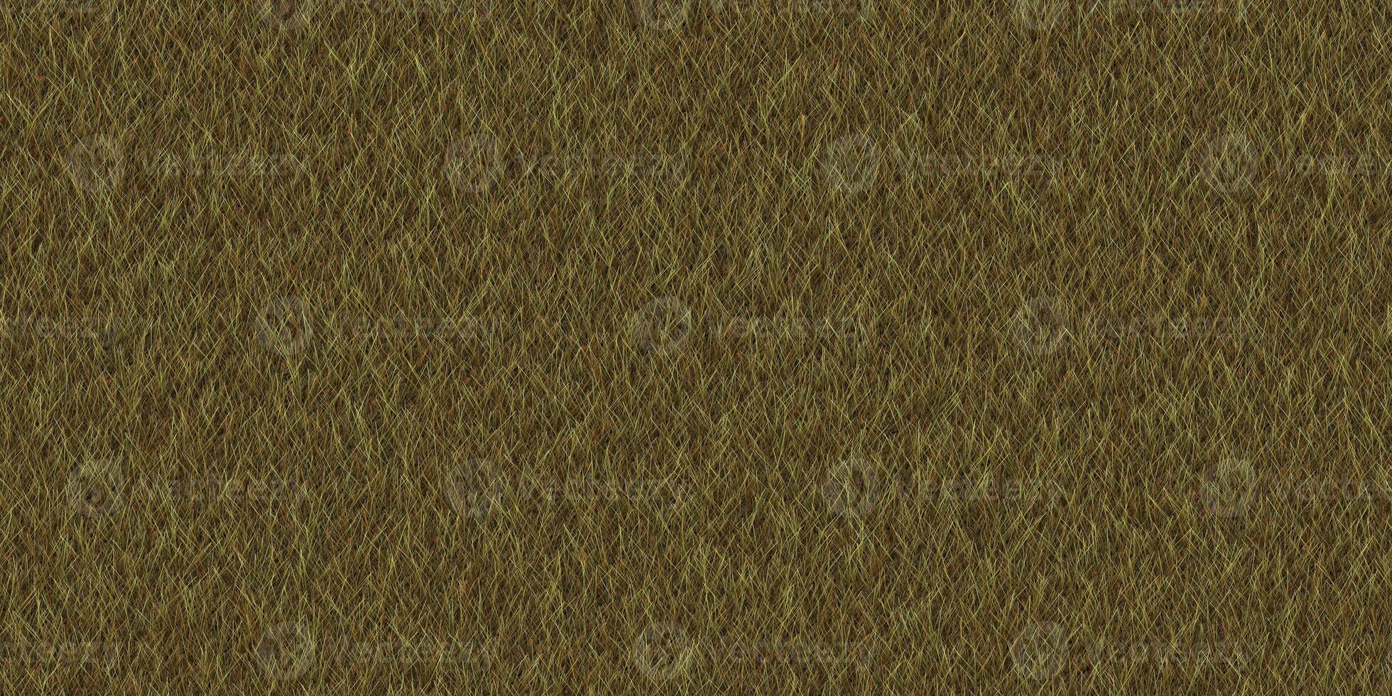 Textured meadow backdrop. Dry grass texture. Field background. Park lawn pattern. photo