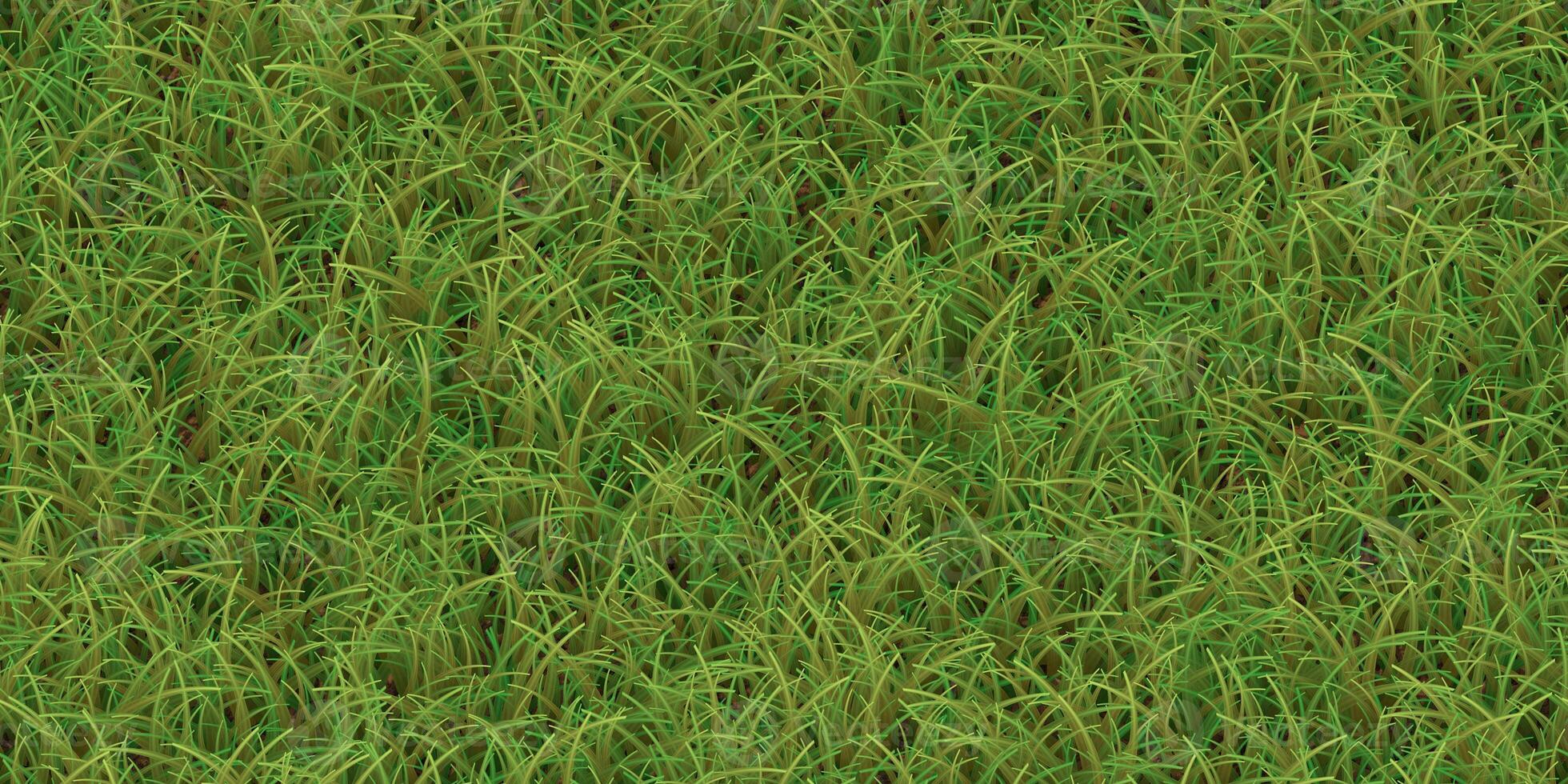 Lush grass texture. Field background. Park lawn pattern. Textured meadow backdrop. photo