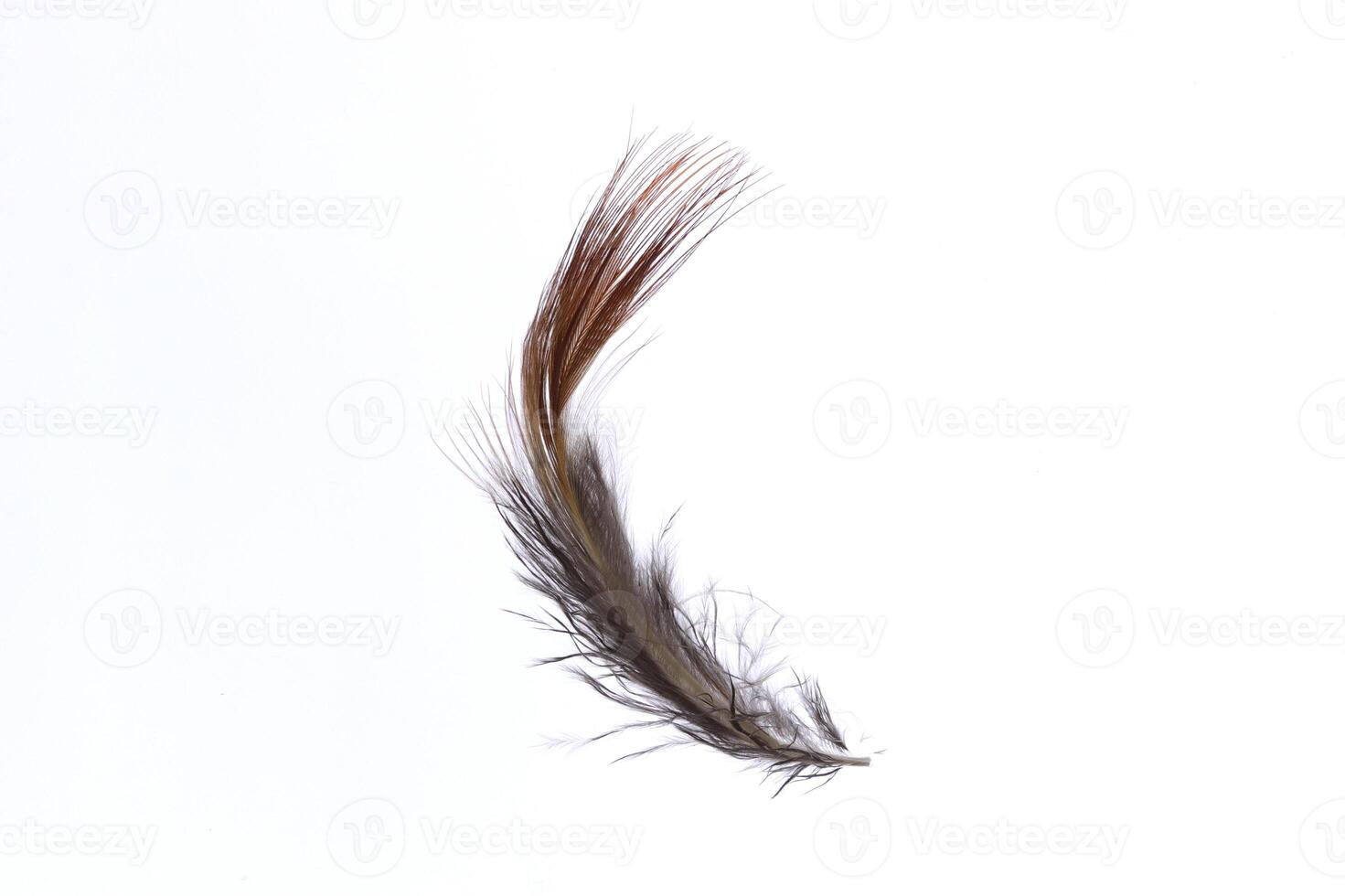 Fantasy light pheasant feather texture. Macro close-up. photo