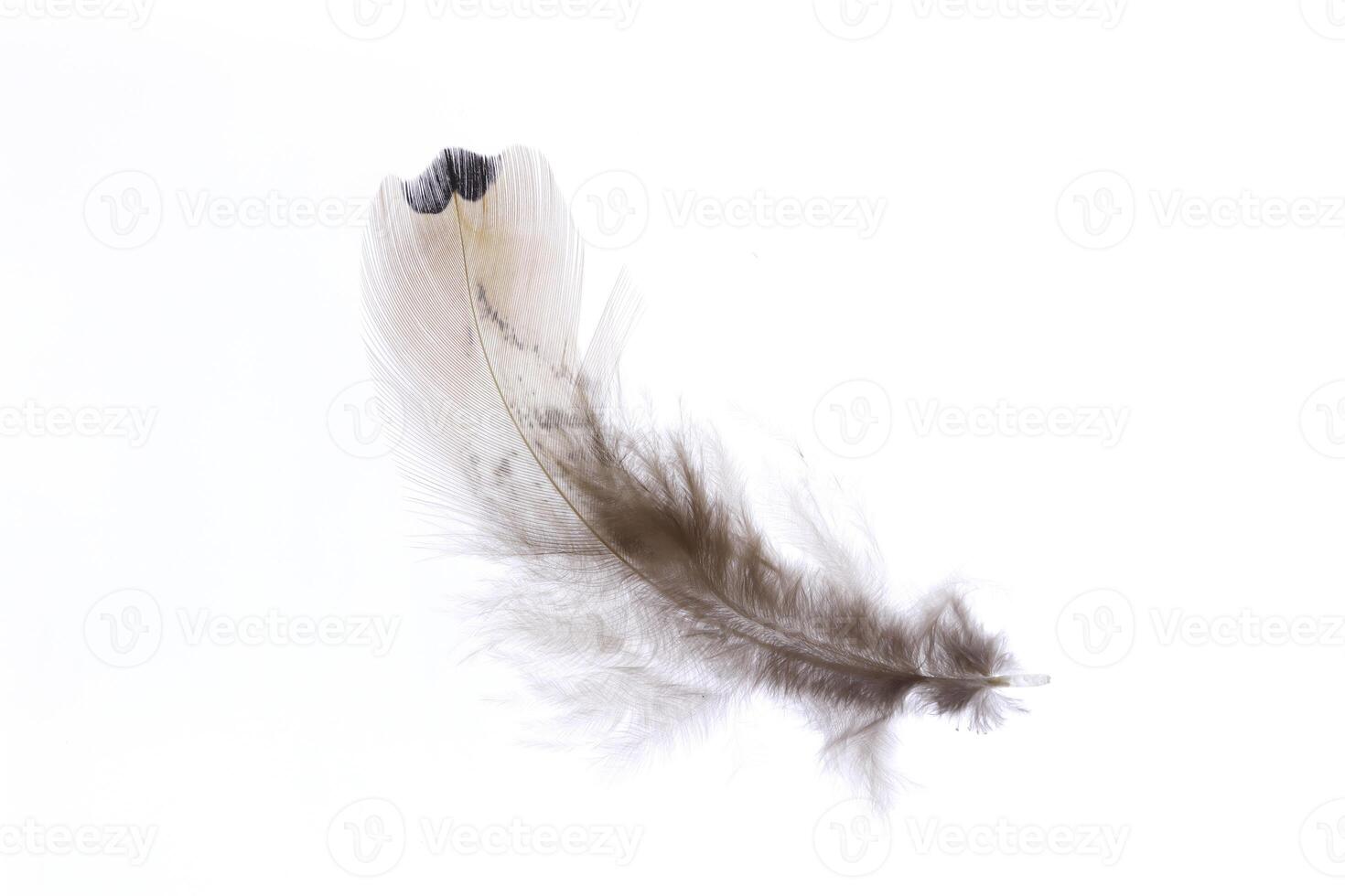 Small aerial isolated pheasant feather pattern. Macro close-up. photo
