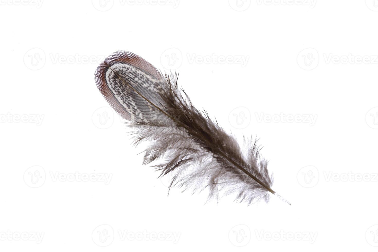 Softness detailed airy pheasant feather. Macro close-up. photo