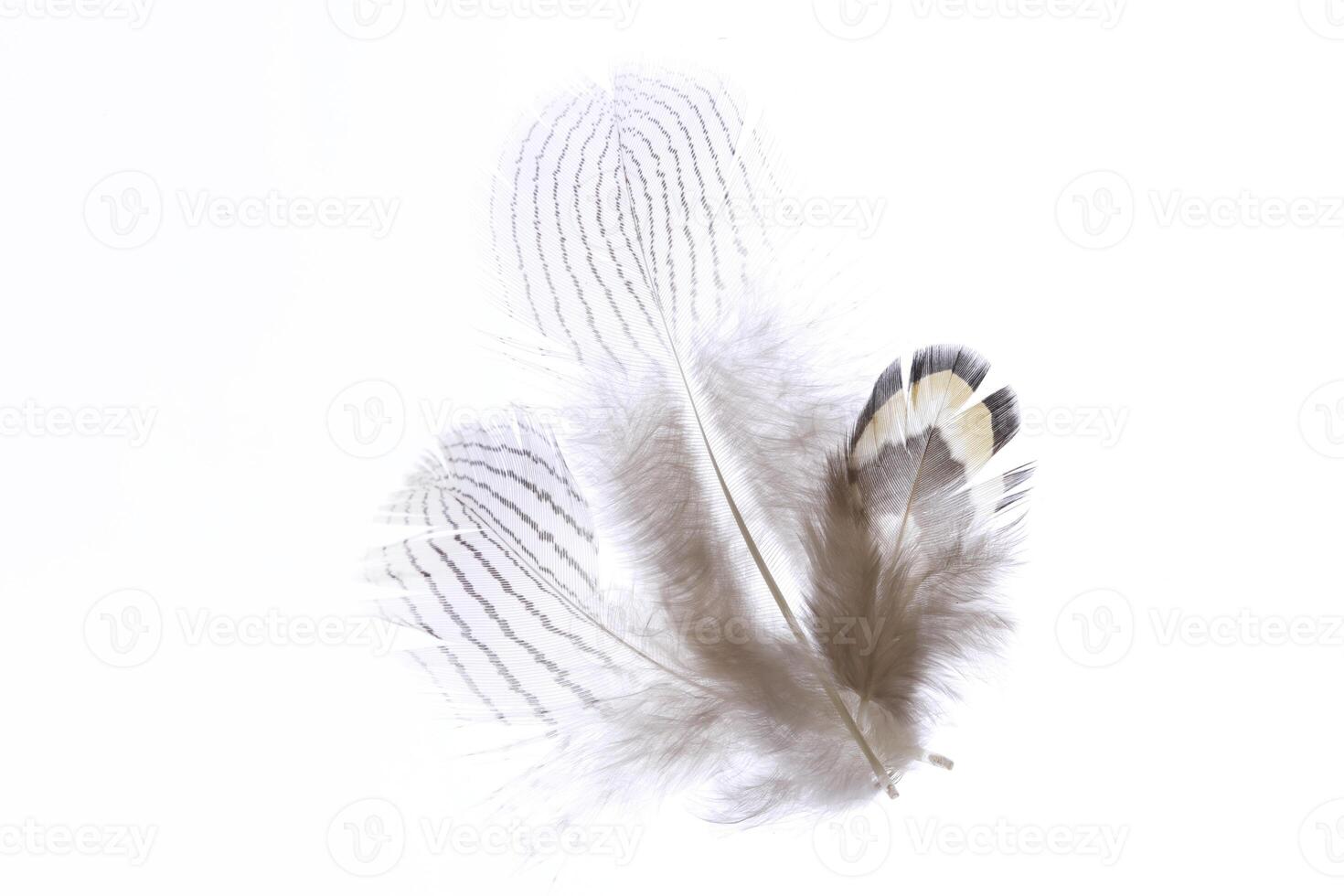 Three softness detailed airy pheasant feathers. Macro close-up. photo