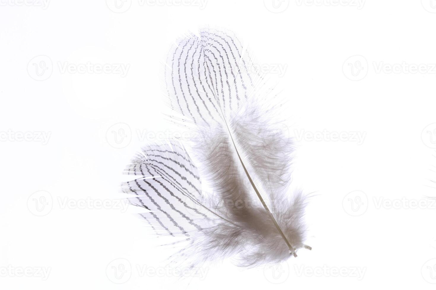Two fantasy light pheasant feathers texture. Macro close-up. photo