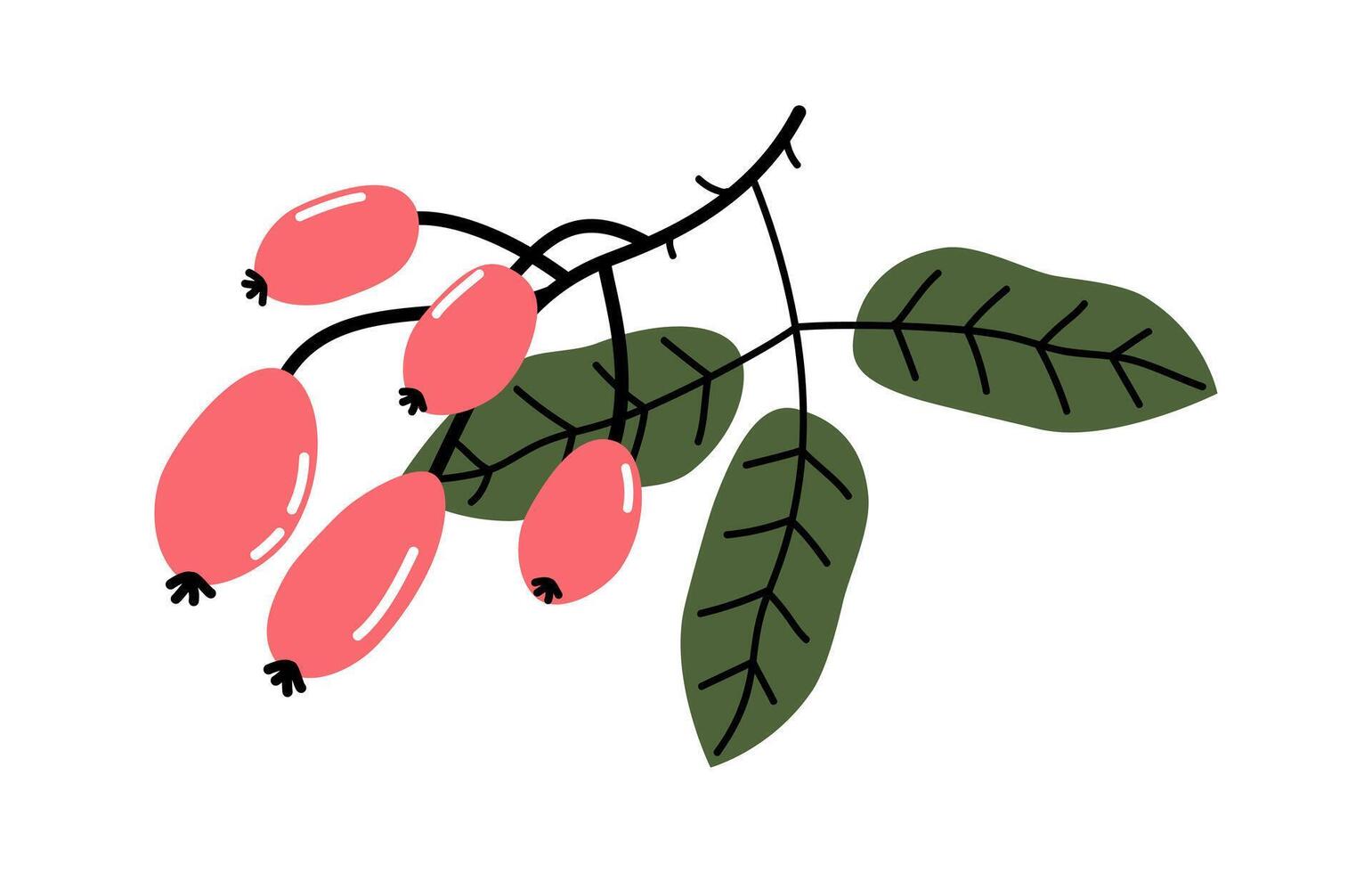Collection of hand drawn illustration of dog-rose fruits and leaves. Branch of rosehip with berries floral design. Cute simple brier botanical print. Flat in colored doodle style. Isolated. vector