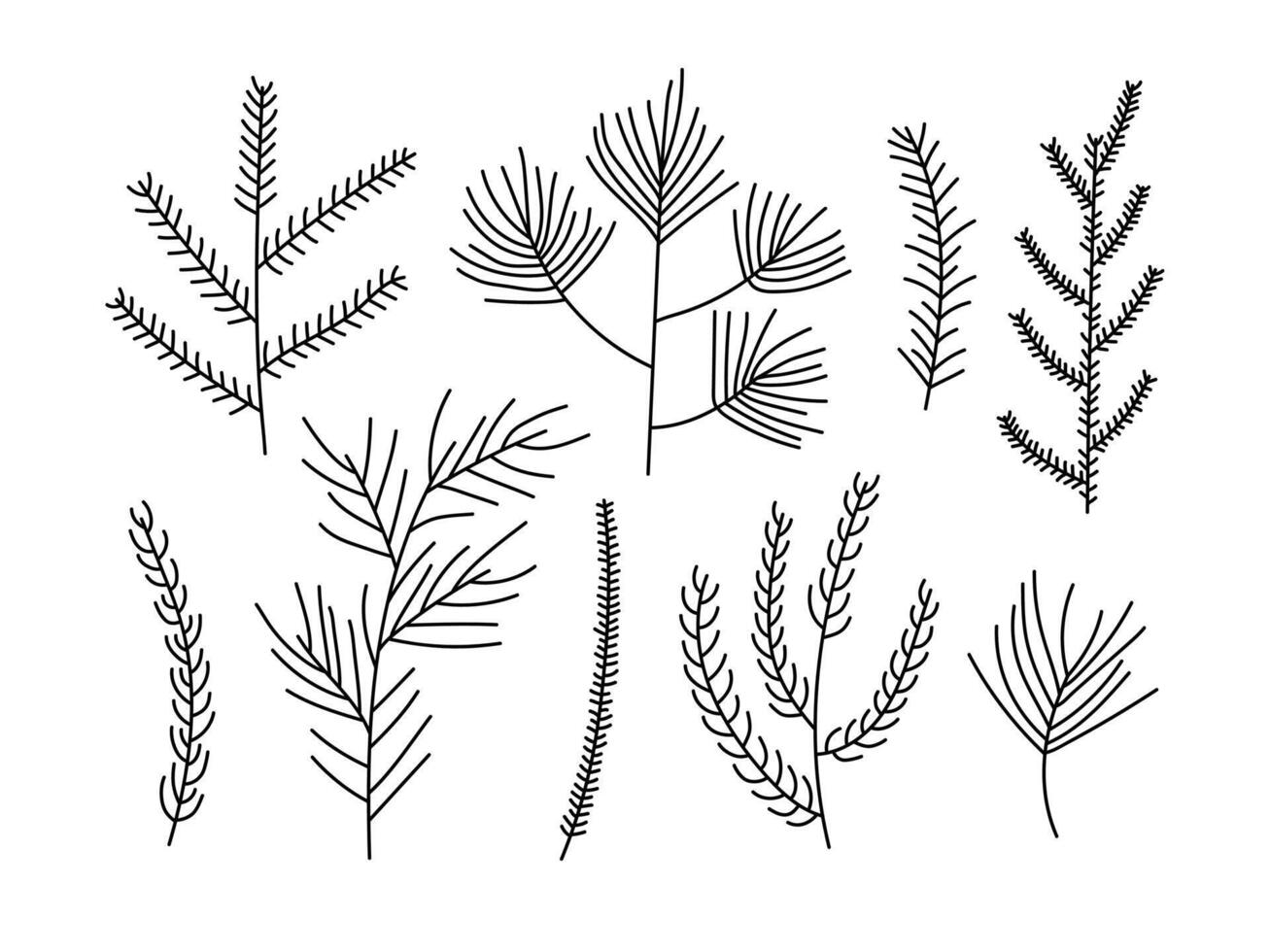 Collection of hand drawn outline illustration of winter botanical conifer elements. Set of Christmas needles forest plants. Spruce, pine, fir. Branch, twigs. Flat line doodle style. Isolated. vector