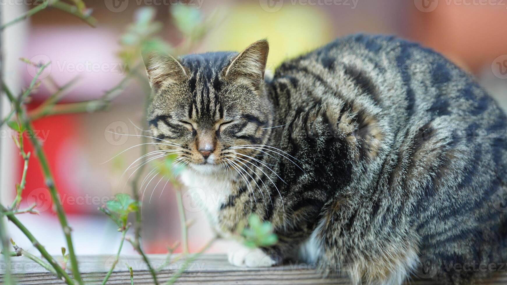 One cute cat having a rest in the yard photo