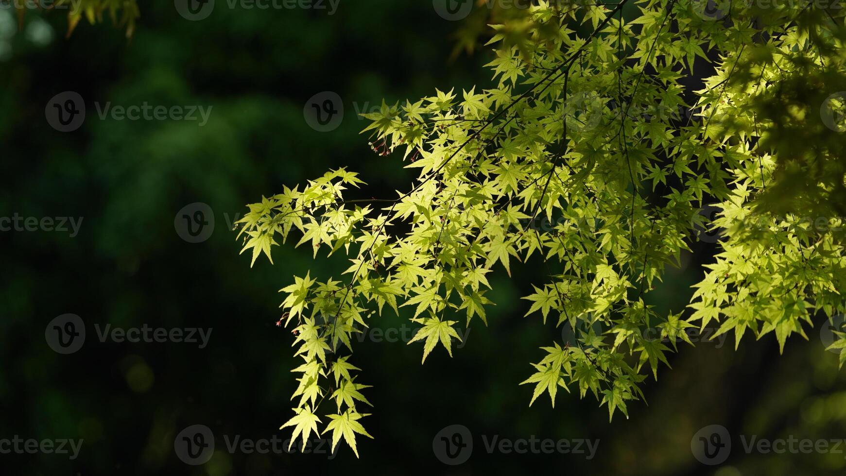 The fresh green leaves on the branches of the trees in spring photo