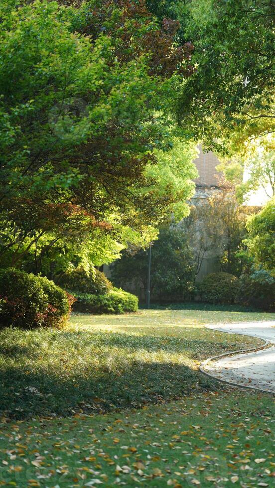 The fresh green leaves on the branches of the trees in spring photo