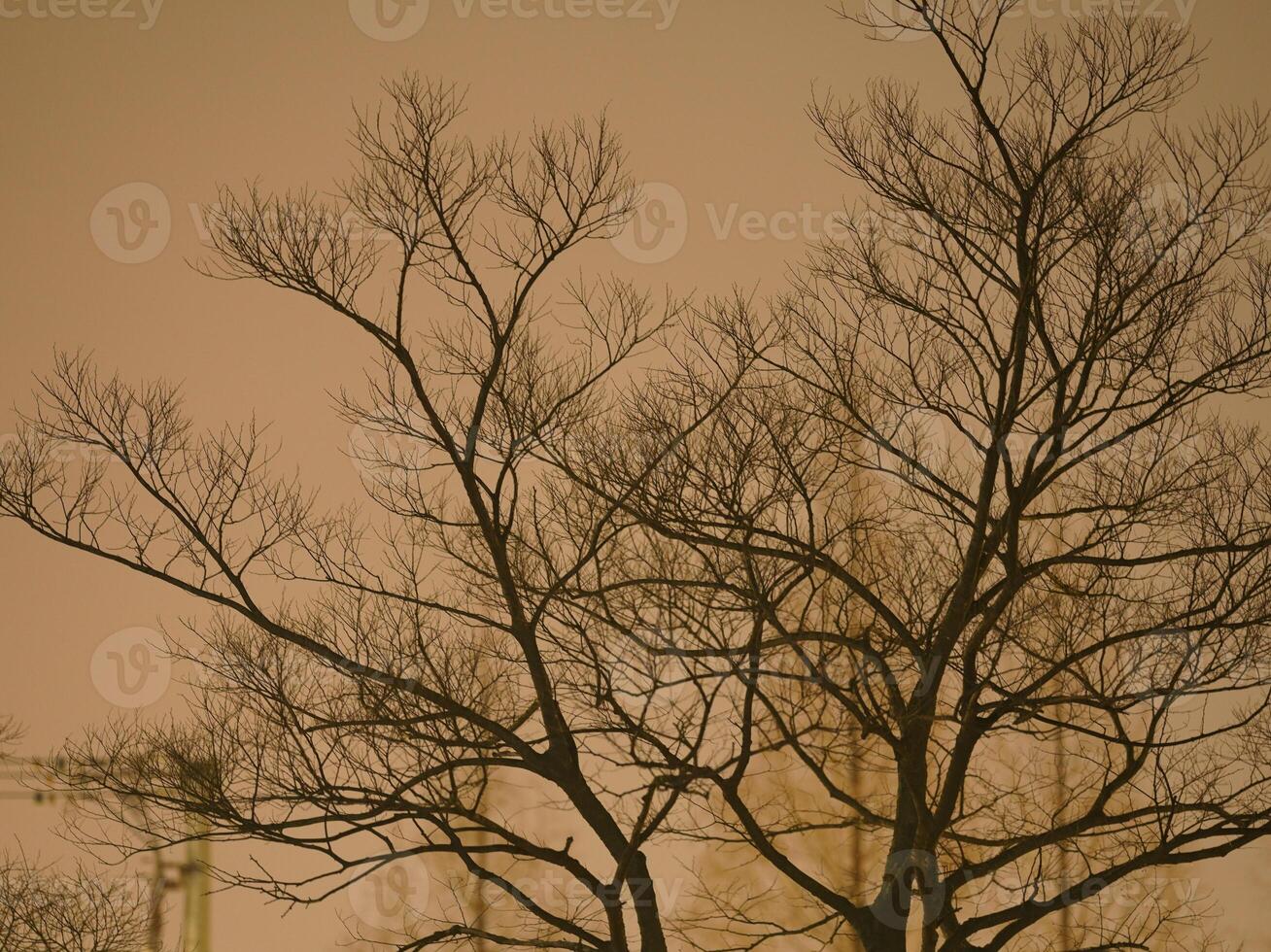 The bare tree view in the dark evening photo