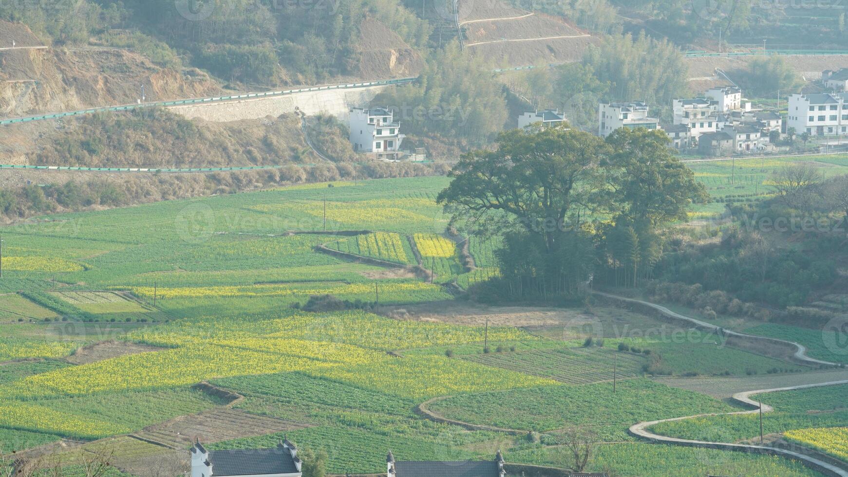 The beautiful yellow oilseed flowers blooming in the rice fields in the countryside of the south China in spring photo