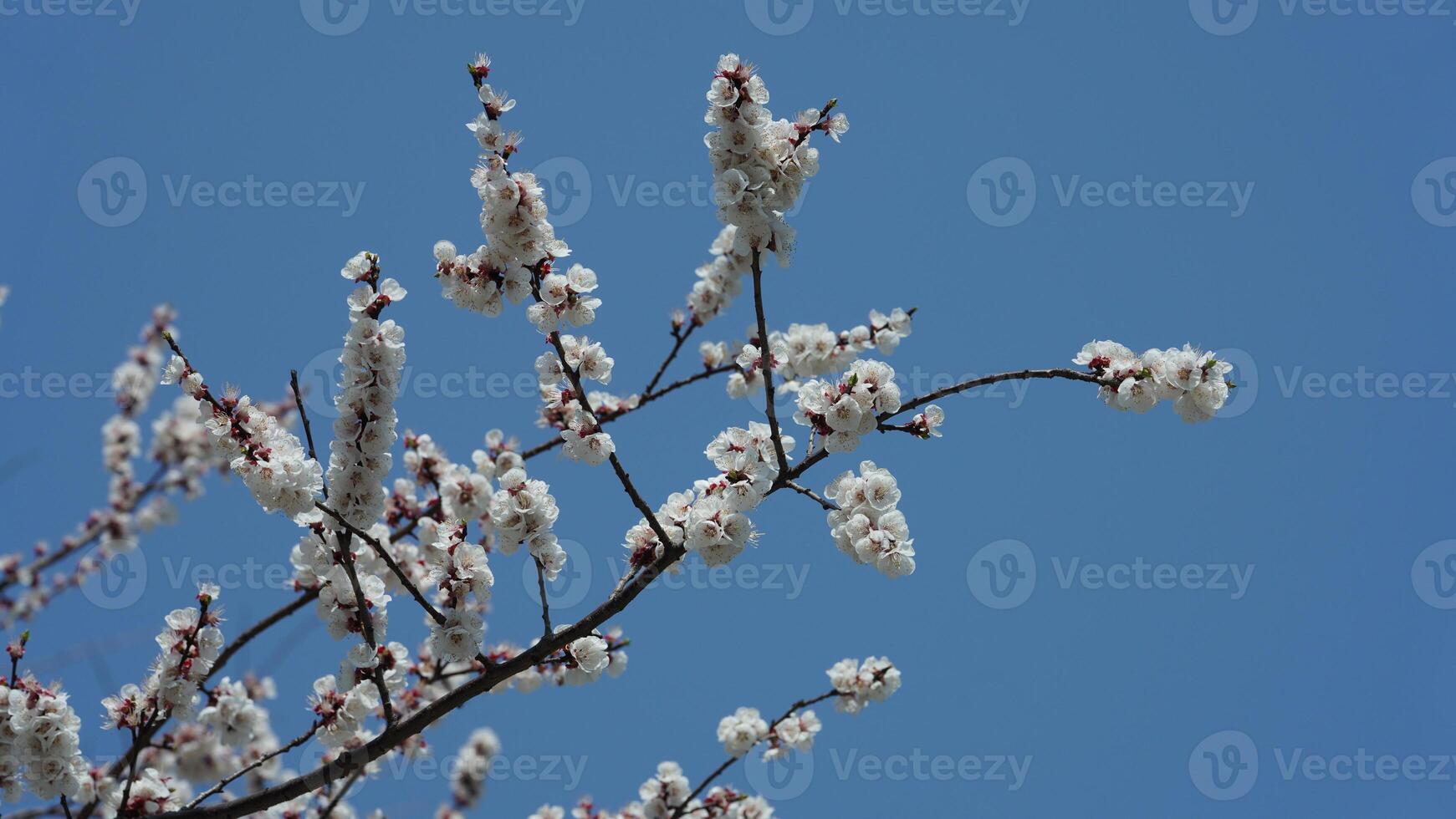 The beautiful pink and white flowers blooming in the garden in spring photo