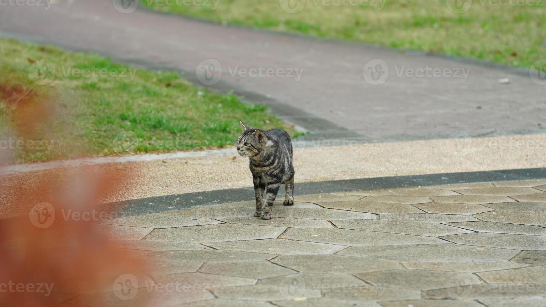 One cute cat having a rest in the yard photo