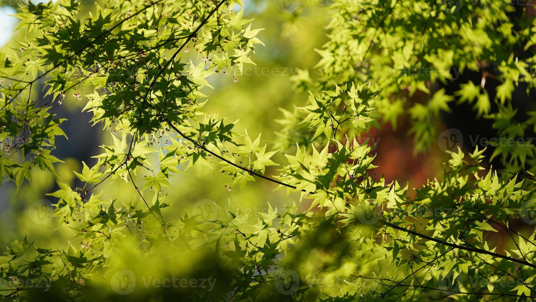 The fresh green leaves on the branches of the trees in spring photo