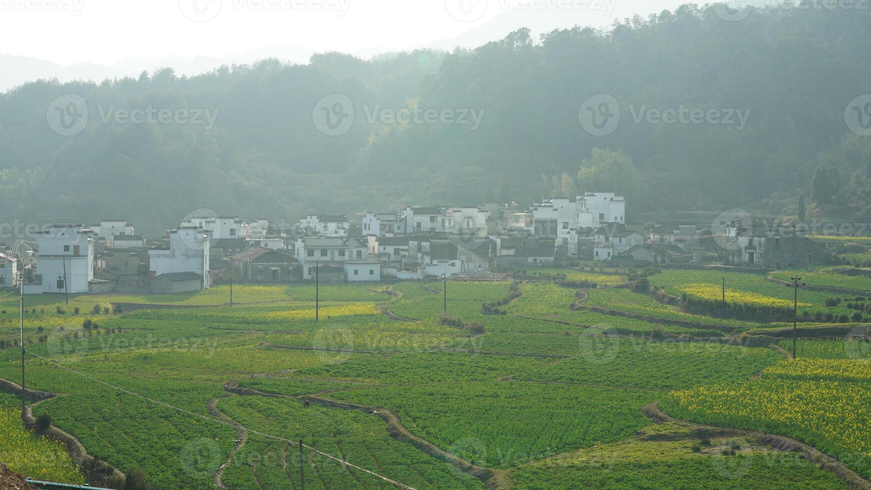 The beautiful yellow oilseed flowers blooming in the rice fields in the countryside of the south China in spring photo