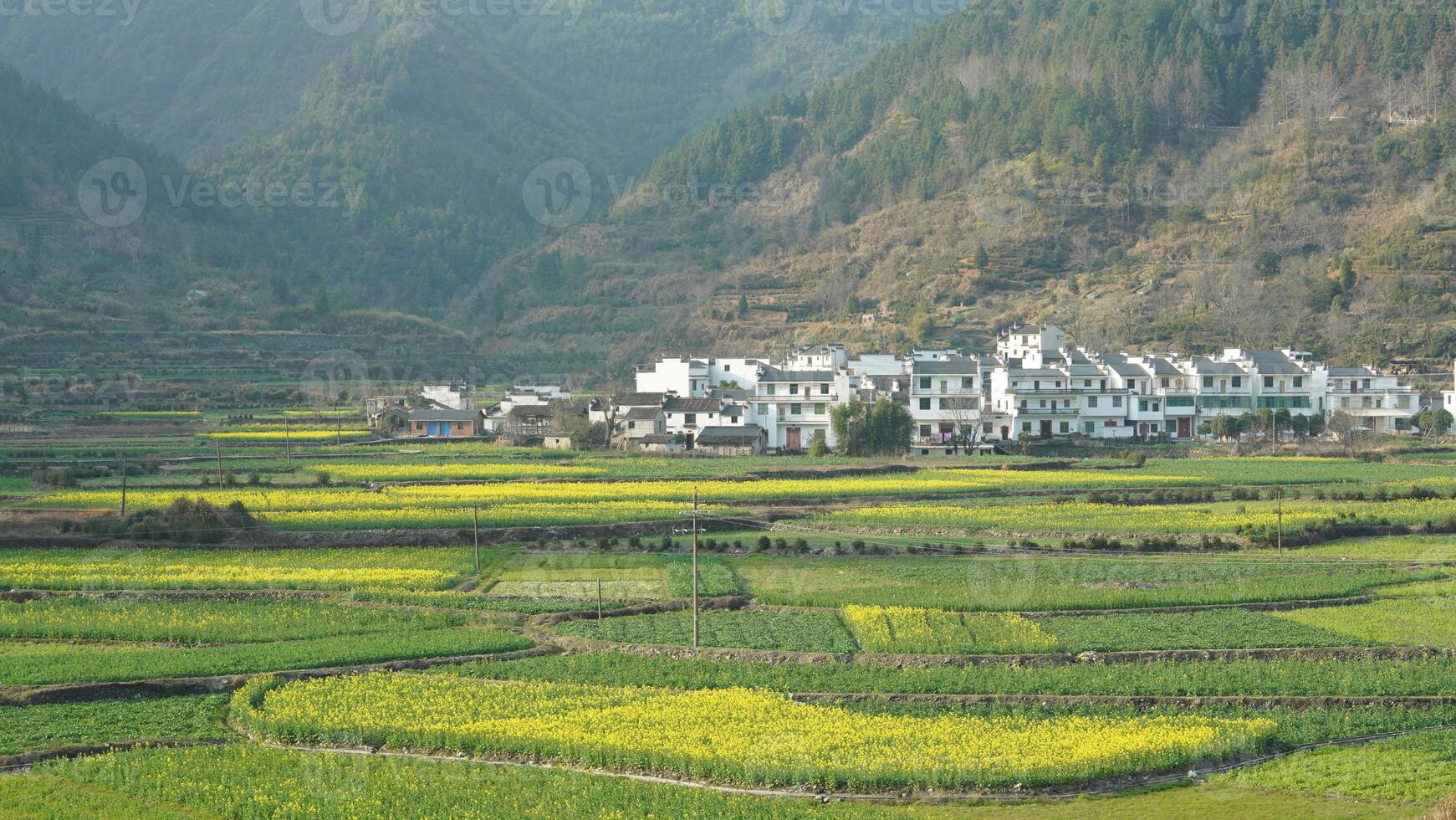 The beautiful yellow oilseed flowers blooming in the rice fields in the countryside of the south China in spring photo
