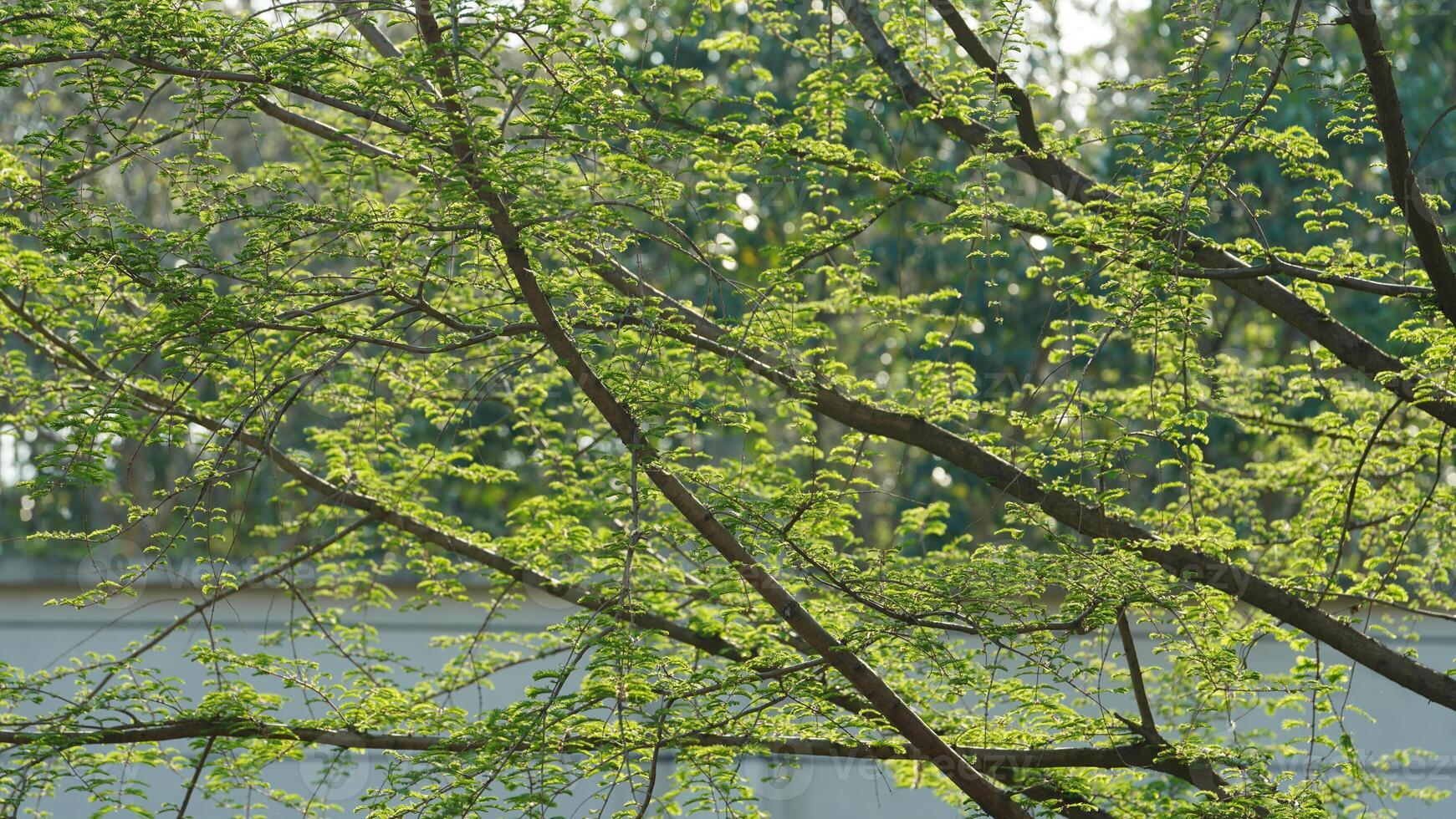 The fresh green leaves on the branches of the trees in spring photo