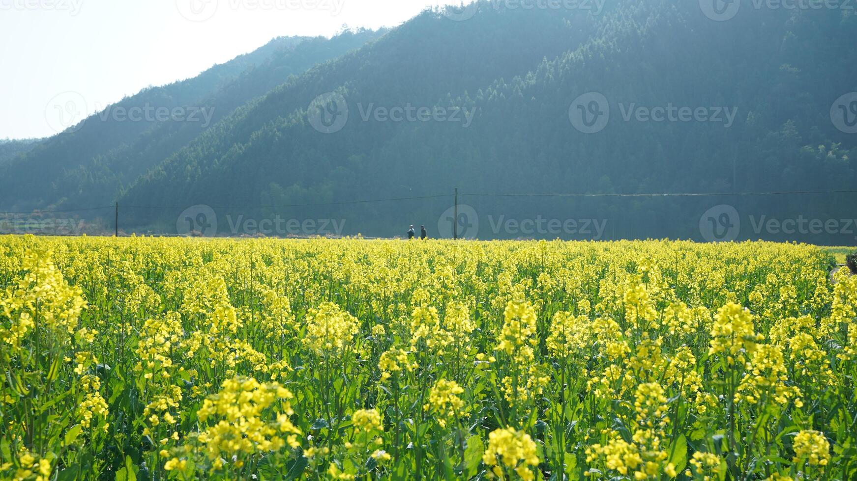 The beautiful yellow oilseed flowers blooming in the rice fields in the countryside of the south China in spring photo