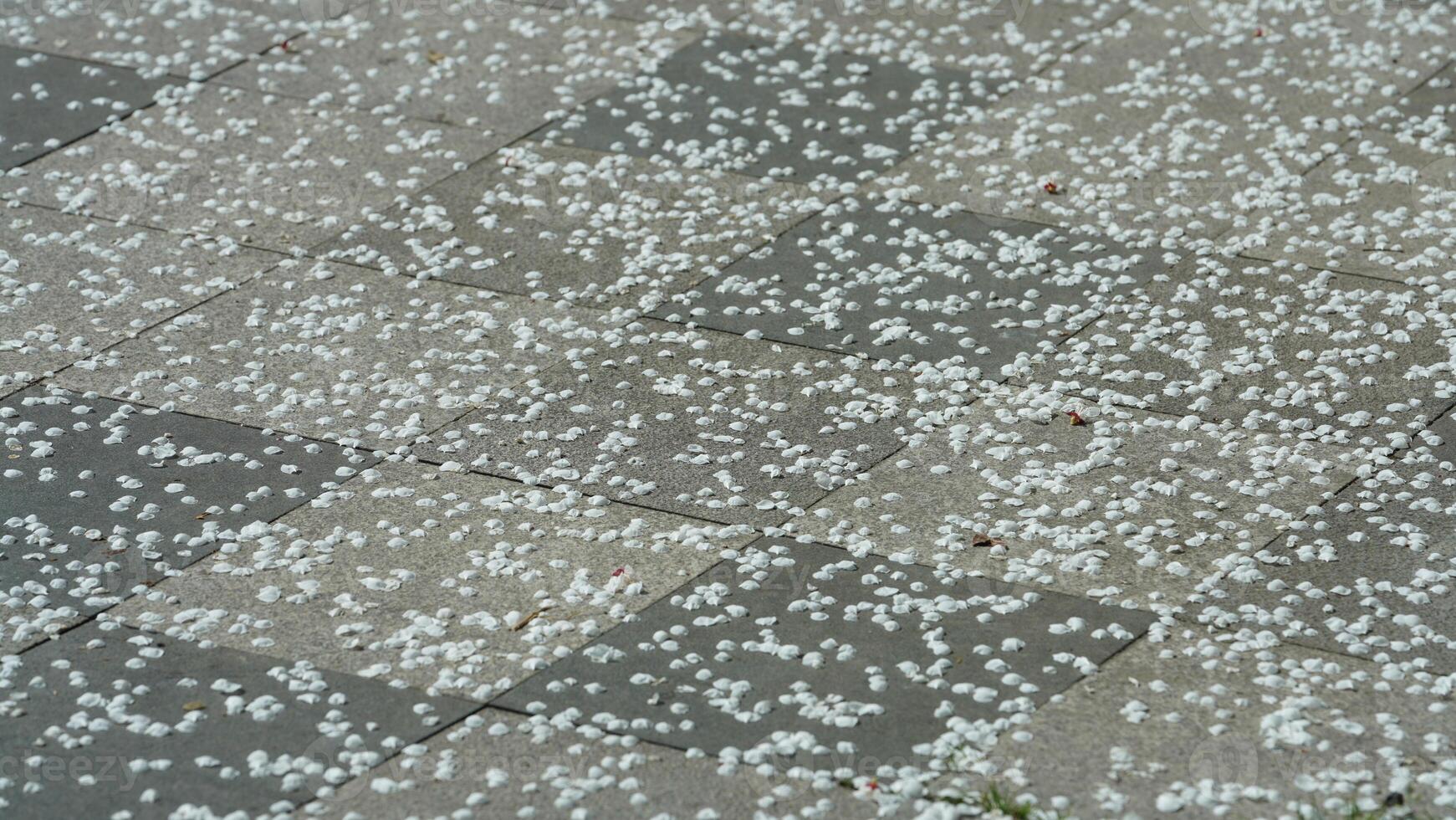 The dropped flowers full of the surface of the floor and water in spring photo