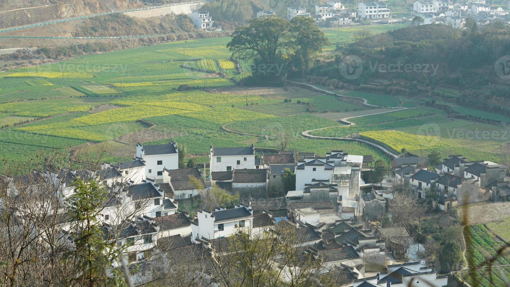 The beautiful yellow oilseed flowers blooming in the rice fields in the countryside of the south China in spring photo